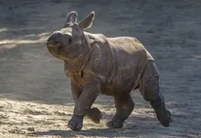 baby animals 1800x1200 wallpaper Art HD Wallpaper